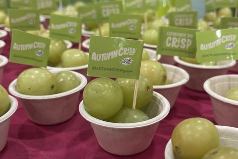 139201_sunworldautumncrispgrapesinpots_341449