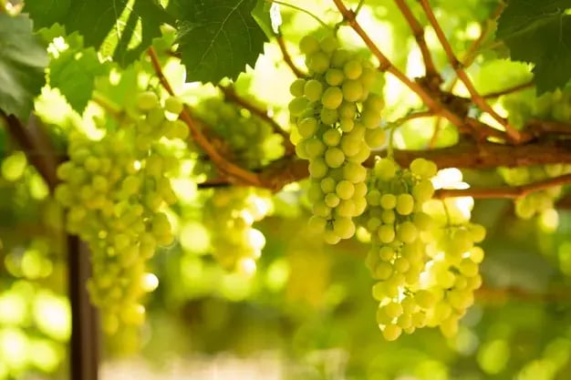 DivineFlavor_greengrapes_May_1200.jpg
