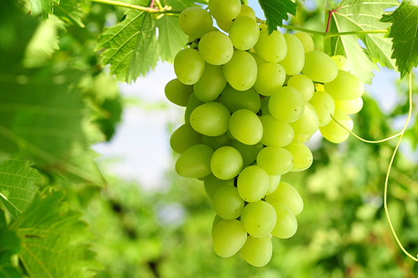 grapes-on-a-vine-600